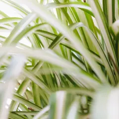 Las cintas de la planta de araña, con sus rayas verdes y blancas, crean un patrón exuberante y desenfocado.
