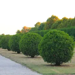 Fila de boj esférico perfectamente podado, mostrando diferentes tipos de boj en un jardín formal.