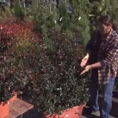 Persona muestra cuidados de photinia en maceta, con arbustos de hojas rojas y verdes en vivero.