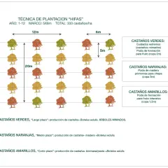 Diagrama muestra la **distancia entre frutales** en un sistema de plantación "HIFAS", con diferentes tipos de castaños y sus cuidados.