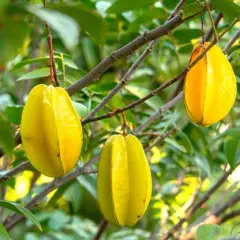 Tres frutas amarillas de tamarindo chino cuelgan de ramas verdes.