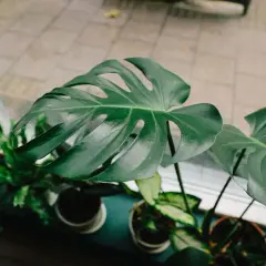 Hojas verdes y brillantes de varios tipos de monstera, con sus característicos cortes, crecen junto a una ventana.