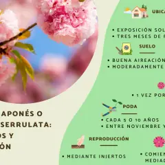 Ramas de un cerezo de flor con pétalos rosados y hojas verdes. La imagen muestra cuidados para el Prunus serrulata.