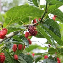 Moras rojas y oscuras cuelgan de las ramas de una morera, algunas con aspecto saludable y otras mostrando signos de enfermedades de la morera.