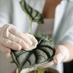Manos enguantadas limpian suavemente una hoja de planta oscura y texturizada, mostrando cómo limpiar las hojas de las plantas para un brillo saludable.