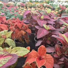 Primer plano de plantas coleo con hojas vibrantes en tonos rojos, verdes y morados, dispuestas en macetas en un vivero.
