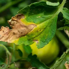 Hoja de tomate con bordes secos y amarillentos, evidencia de hojas quemadas por exceso de abono.