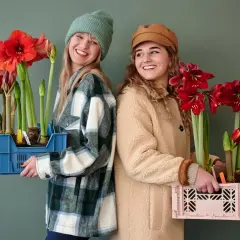 Dos mujeres sonríen, cada una con una caja llena de bulbos de amarilis listos para ser plantados.