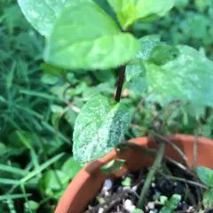 Planta de hierbabuena en maceta, con hojas verdes y algunas manchas blancas, rodeada de césped.