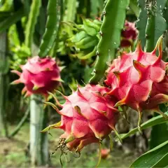 Frutos de pitaya planta, rosados y espinosos, cuelgan de tallos verdes en un huerto.