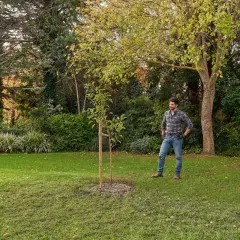Hombre en un jardín, contemplando un joven árbol. Piensa en cómo arrancar un árbol de raíz, pero este parece bien plantado.
