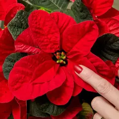 Una mano con uñas rojas toca los pétalos de una flor de pascua, mostrando cómo mantenerla radiante.