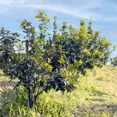 Joven limonero en un campo soleado, listo para la poda. El cielo azul con nubes finas y el césped verde crean un ambiente idílico.