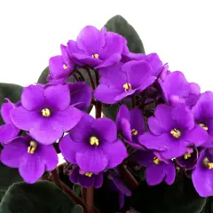 Un grupo de vibrantes flores de violeta africana, con pétalos de color púrpura intenso y centros amarillos, rodeadas de hojas verdes oscuras.