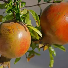 Dos granadas maduras cuelgan de una rama, mostrando las distintas variedades de granados.