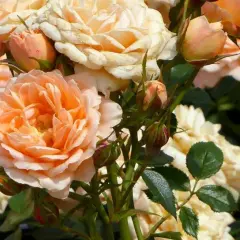 Un ramo de rosas en tonos melocotón y crema, mostrando varios tipos de rosales en plena floración y capullos.
