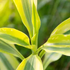 Primer plano de un tronco de Brasil con hojas verdes y amarillas, vibrantes bajo la luz del sol.