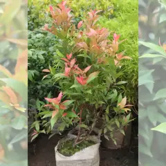 Eugenia planta con hojas rosadas y verdes, lista para embellecer cualquier jardín.