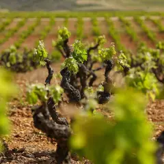 Viñedo con vides retorcidas y brotes verdes. Filas de parras en el fondo, sugiriendo la lucha contra enfermedades de la parra.