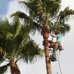 Arbórista en acción, realizando la poda de palmeras. Equipado con arnés y herramientas, trabaja en altura para mantener las palmas saludables y seguras.