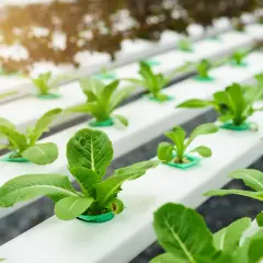 Lechugas creciendo en filas ordenadas en un sistema de cultivo hidroponico, con luz solar filtrándose.