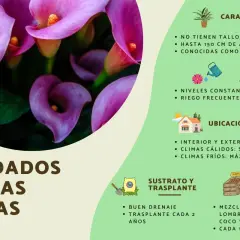 Cuidar calas es fácil, ya que las calas son de interior o exterior. Requieren riego constante y buena ubicación.