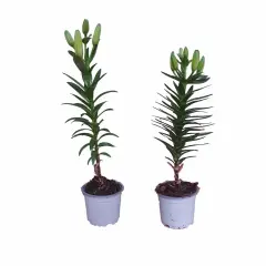 Dos plantas de lirios en maceta, con capullos verdes listos para florecer.