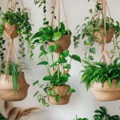 Un salón acogedor con varias plantas colgantes en macetas de mimbre, creando un rincón verde y natural.