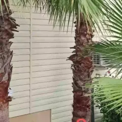 Dos palmeras con troncos rugosos y hojas verdes vibrantes, listas para ser podadas.