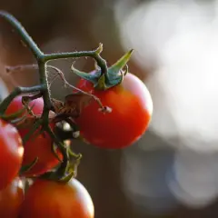 Tomates rojos maduros en una rama. El momento ideal para saber cuando plantar tomates es cuando las heladas han pasado y el sol calienta la tierra.