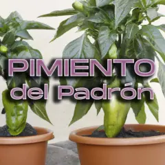 Dos plantas de pimientos de Padrón en macetas, con el texto "PIMIENTO del Padrón". La pregunta de cuántos pimientos de Padrón da una planta se responde con la imagen.