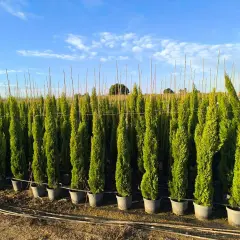 Fila de cipreses en macetas, algunos con forma de tótem y otros más estrechos, mostrando la diferencia entre ciprés tótem y stricta bajo un cielo azul.