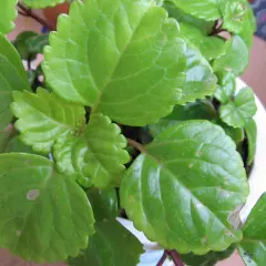 Primer plano de hojas verdes de una planta del dinero mustia, algunas con manchas y bordes secos.