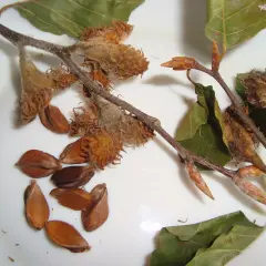 Ramitas con capullos y hojas secas, junto a varias semillas marrones, el fruto del haya.