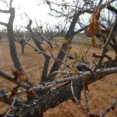 Ramas secas de almendro, con brotes incipientes, sugieren la esperanza de cómo revivir un almendro seco.