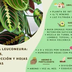 Maranta leuconeura, planta de interior con hojas verdes y rosadas. Guía de cuidados: riego, suelo, abono y reproducción.