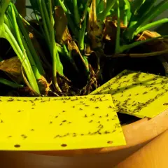 Trampas amarillas pegajosas en maceta, un remedio casero para la mosca del sustrato, capturan docenas de pequeños insectos.