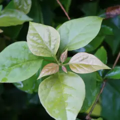 Primeros brotes de hojas verdes y rojizas en una rama. La planta parece sana, pero la buganvilla no florece aún.