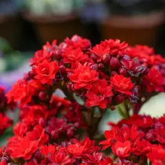 Ramos de flores rojas vibrantes, como las de 10 plantas que dan flores todo el año, con pétalos delicados y capullos listos para abrir.