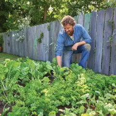 Hombre trabajando en su huerto, cuidando las plantas. Aprende como utilizar la palomina en el huerto para un crecimiento saludable.