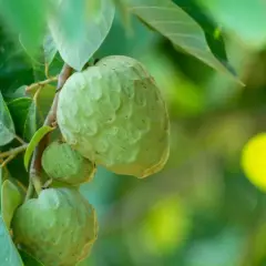 Frutos verdes de chirimoya en un árbol, listos para cuidados.