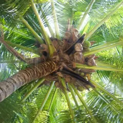 Vista desde abajo de la corona de una palmera, con cocos verdes y marrones colgando entre las hojas verdes vibrantes.