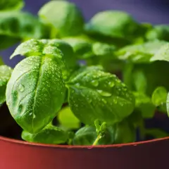 Plantar albahaca en maceta. Hojas verdes brillantes con gotas de agua, listas para crecer y dar sabor.