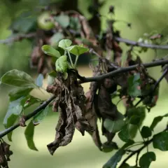 Rama de peral con hojas verdes y secas, algunas de ellas con aspecto de peral hojas negras, luchando por sobrevivir.
