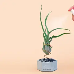 Rociando agua a unas plantas de aire en maceta de cemento.