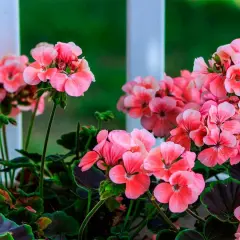 Un grupo de flores de geranio rosadas y vibrantes, con hojas verdes oscuras, se asoman detrás de una barandilla blanca.