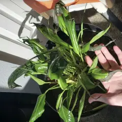 Spathiphyllum con hojas negras, algunas marchitas y secas, en una maceta negra. Una mano revisa el estado de la planta.