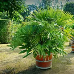 Un jardín con varios tipos de palmeras en macetas de madera. Una palmera frondosa destaca en primer plano.