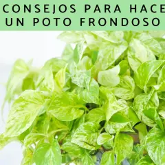 Consejos para hacer un poto frondoso y exuberante. Hojas verdes y blancas de una planta de interior.