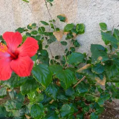 Flor de hibisco rojo vibrante junto a hojas verdes, algunas con manchas marrones, sugiriendo posibles enfermedades de los hibiscus.